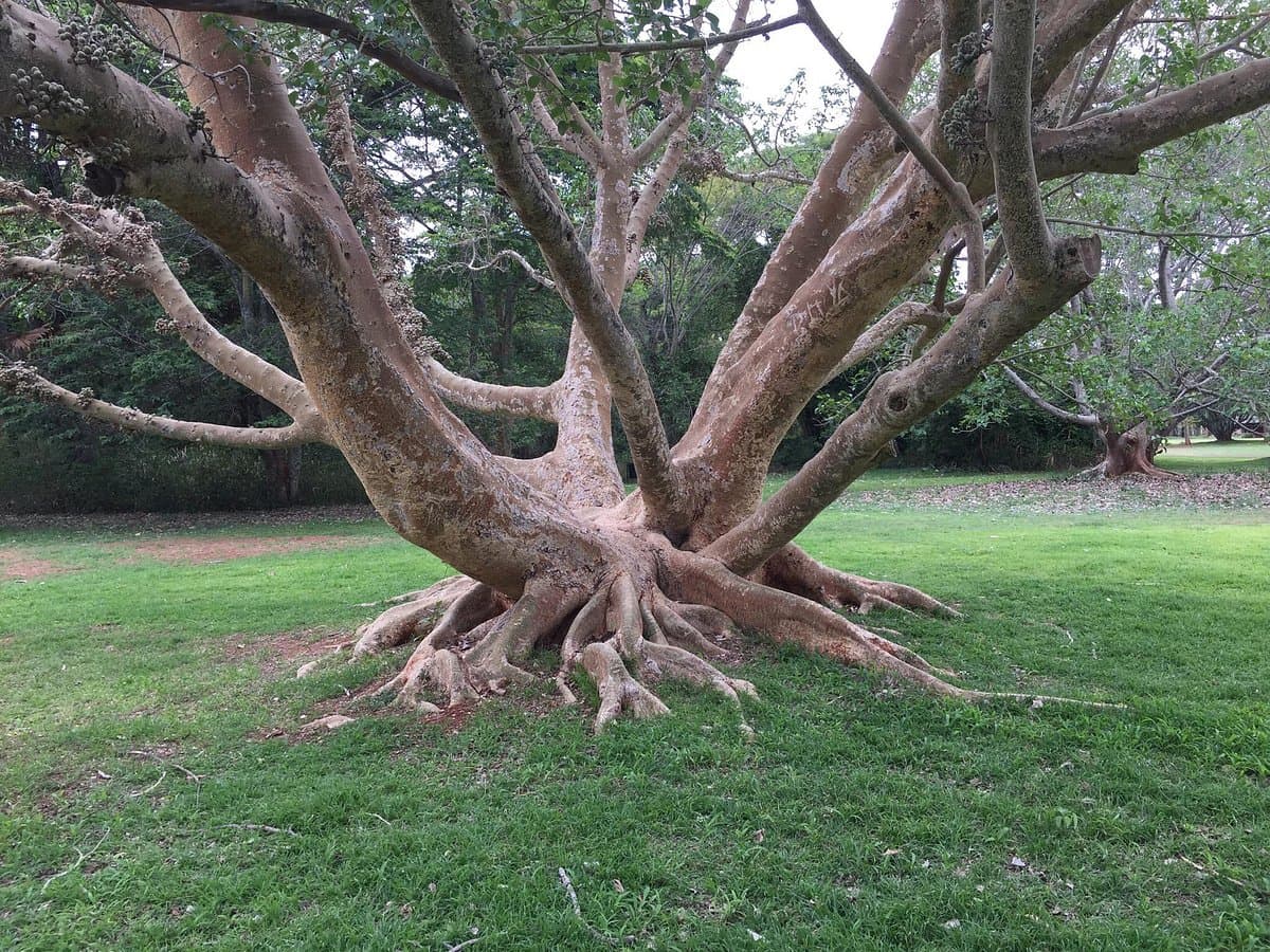 Harare Botanical Gardens